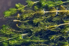 Image result for Ceratophyllum