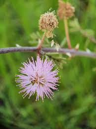 Image result for Mimosa pigra