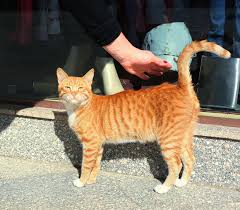 Jul 27, 2020 · of all the tabby variations, the one most associated with traditional tabby markings is the mackerel tabby pattern. Red Silver Mackerel Tabby Novocom Top
