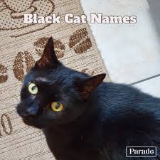 Tons of awesome cat hd wallpapers 1920x1080 to download for free. 150 Best Black Cat Names Female And Male Black Cat Names