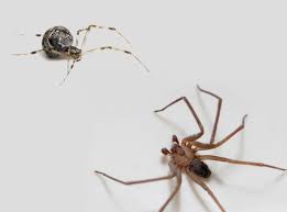 However, costs range by type of insect: 419 626 6900 Expert Pest Control Services Sandusky Port Clinton Spider Exterminators Hospital Pest Control