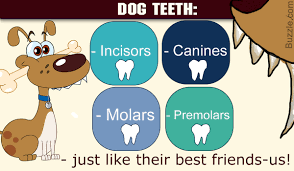 An In Depth Understanding Of The Dental Anatomy Of Dogs