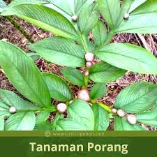 Check spelling or type a new query. Perbedaan Porang Dan Suweg Serta Tanaman Lain Yang Serupa Ciriciripohon Com
