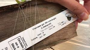 Image result for Chamaeangis