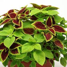 Explore more like coleus growth rate. Premium Sun Under The Sun Coleus Seeds Annual Flower Seeds
