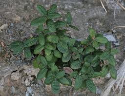 Image result for Daknopholis