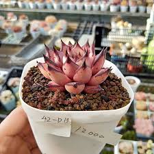 pin by a m b e r 水水on 多肉植物succulent plants succulents planting succulents plants