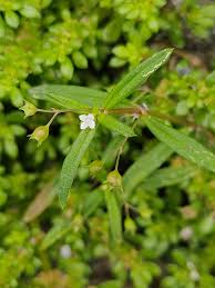 Image result for Oldenlandia