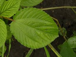 Image result for Corchorus olitorius