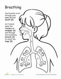Respiratory system (younger) scapula bony features; Cool Anatomy Coloring Book Respiratory System Sugar And Spice