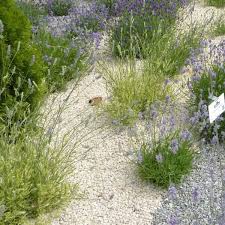 4.4 stars, based on 2985 reviews tags: Steine Statt Erde Kiesgarten Erfordert Unkraut Vlies Wohnen