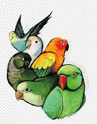 Download kumpulan gambar mewarnai anak dengan tema burung lainnya seperti contoh gambar mewarnai burung merak. Parrot Illustration Png Images Pngwing