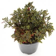 Image result for Selaginella afrorum