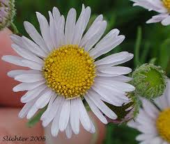 Image result for Heterotis decumbens