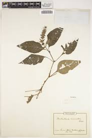 Image result for Brillantaisia madagascariensis