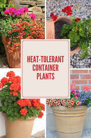 Listen to high desert heat by too slim and the taildraggers on deezer. High Desert Container Gardening With Bright Heat Loving Annuals