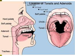 Immunology Lymphatic System Tonsils And Adenoids Anatomy Human Anatomy Picture