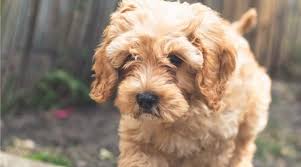 How much does a cavapoo puppy cost? Cavapoo Dog Breed Information Traits Size Puppy Prices More