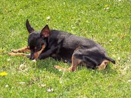 kleine hunderassen mit bildern hunde rassen hunderassen hunderassen kleine hunde