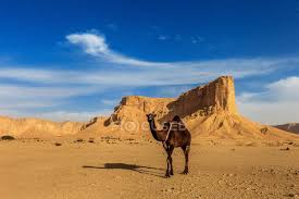 D) yellowstone park in the usa is a very interesting place. Scenic View Of Camel In The Desert Riyadh Saudi Arabia Side View Full Length Stock Photo 238187892