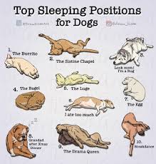 Oc Top Sleeping Positions Dog Sleeping Positions Sleeping Dogs Dog Poses