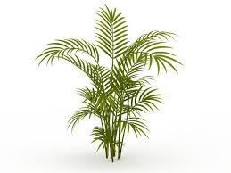 Bamboo Palm Plant 3d Model 3ds Max Files Free Download Palm Plant Plants Bamboo Palm