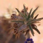 Image result for Aptosimum