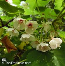 Image result for Dombeya burgessiae