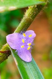 Image result for Cyanotis axillaris