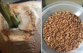 Yaps, bagi sebagian orang, ramuan tradisional dari daun sirsak sudah tak asing lagi. Petua Turunkan Darah Tinggi Dengan Kelapa Muda Halba Dan Serai