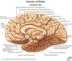 The main artery supplying the medial surface is the anterior cerebral (fig. Arterial Supply To Brain Anterior Cerebral Artery Aca Segments Branches Ranzcrpart1 Wiki Fandom