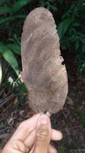 Image result for Centrolobium