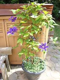Image result for Clematis