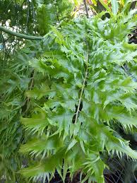 Image result for Drynaria volkensii