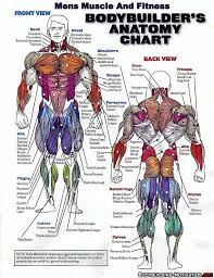 Primarily, there are three chest muscles involved in movement: Bodybuilder S Anatomy Chart Muscle Anatomy Body Muscle Anatomy Anatomy