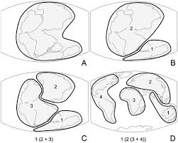 Image result for Trichilia quadrivalvis