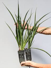 Image result for Sansevieria parva