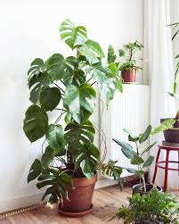 Pin By Dasherzallerliebste Onlinesh On Plantes Tall Indoor Plants Large Indoor Plants Plants