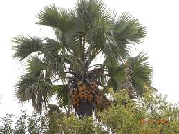 Image result for Borassus aethiopum