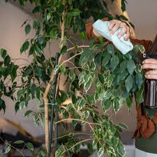 Image result for Ficus demeusei