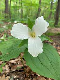 Here are some photos of what's blooming at the garden in june. Photos And Names Of Local Wisconsin Wildflowers