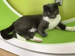 It turns out that an exercise treadmill wheel is a great exercise device not only for hamsters, but also for cats! How To Encourage Your Cat To Use A Cat Wheel Fundamentally Feline