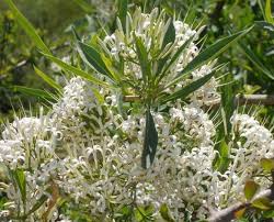 Image result for Pavetta lanceolata