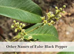 Image result for Embelia ruminata