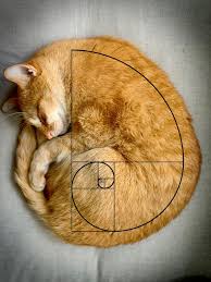 Ginger Fibonacci Check Our Pawsome Store If You Love Cats Www Kawaiikitty Co Follow Us For More Pawsome Purrsome F Cute Animals Cat Aesthetic Orange Cats