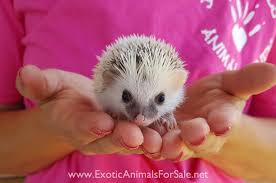 Join millions of people using oodle to find unique used cars for sale, apartments for rent, jobs listings, merchandise, and other classifieds in your neighborhood. Hedgehogs For Sale