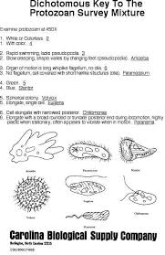 Dichotomous Key Protist Image Search Results Dichotomous Key Protists Life Science