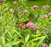 Pollinator Garden Party — The Brookdale Park Conservancy