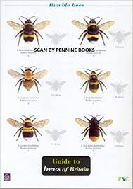 Guide To Bees Of Britain Occsional Publications Amazon Co