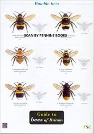 guide to bees of britain occsional publications amazon co